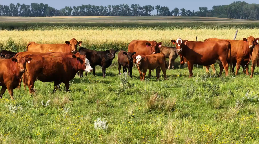 90 Head of Red and Red baldy Bred Cows